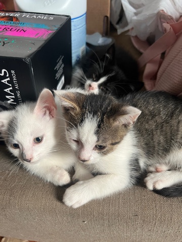 kittens