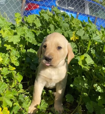 Labrador Retriever – Pure breed Labrador puppies