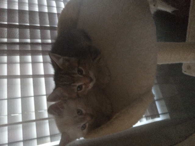 Kitten for sale trying to find good homes for them