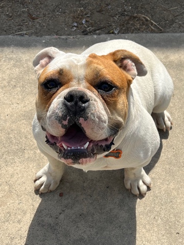 Bulldog – For sale