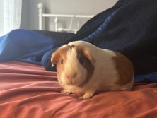 guinea pig – Urgent adoption Guinea pig