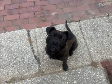 Cane Corso – Young Vibrant Pups – Baltimore