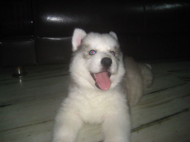 Siberian Husky – Male Husky Puppy – Hyderabad