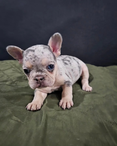 French Bulldog β Lexy Merle