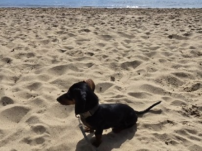 Dachshund - 5 month old sausage pup for sale available for adoption in Westlake