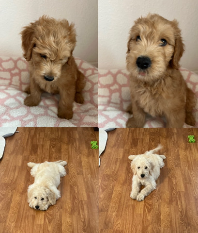 golden doodles