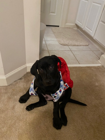 Labrador Retriever – Black Labrador / Great Dane