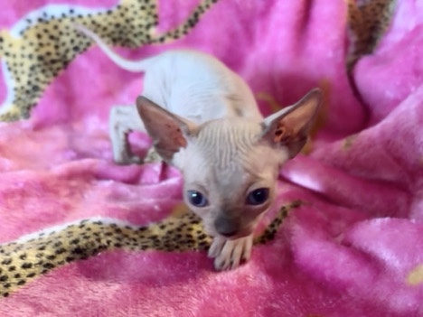 Sphynx – Sphynx kittens – Rockledge