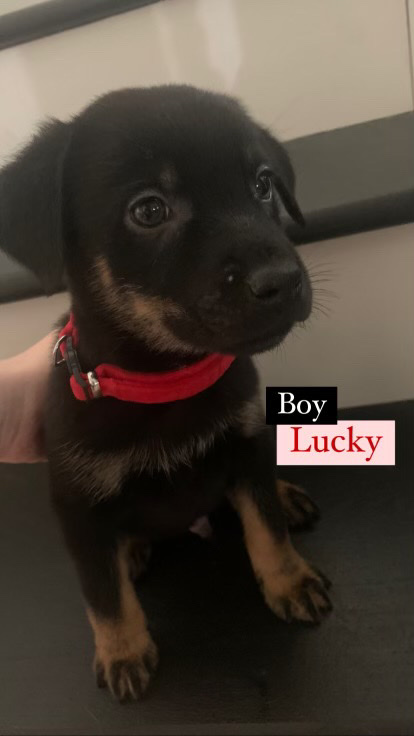rotwellier/husky/bird dog puppies