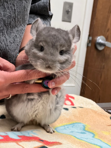 chinchilla – Lovely Chins