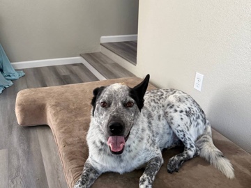 Aidi – Loyal Aidi Dog for Sale – 2 Years Old in Beaufort – Beaufort