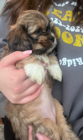 Shih Tzu – 3 girls 1 boy left