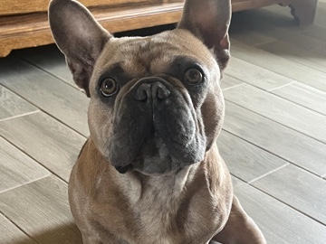 French Bulldog – Ocean the Frenchie – Cypress