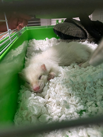 ferret – ferret