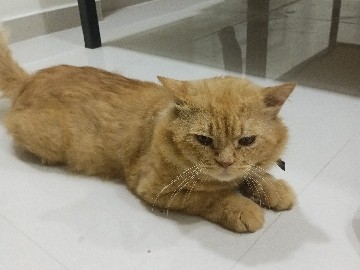 Persian (Modern) – Persian cat – Dadra and Nagar Haveli