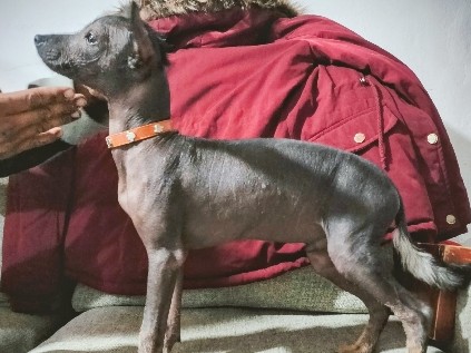 Xoloitzcuintle miniatura – Tonalá