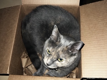 Cat in need of a new home! – Modesto
