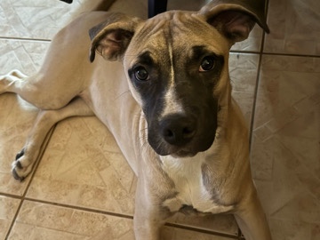 Cane Corso – puppy rehoming – North Weeki Wachee
