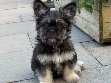French Bulldog – Adorable 5-Month-Old French Bulldog Puppy for Sale in Bridgnorth – Bridgnorth