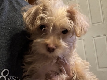 Poodle – 14 week old Chipoo male – Little Rock