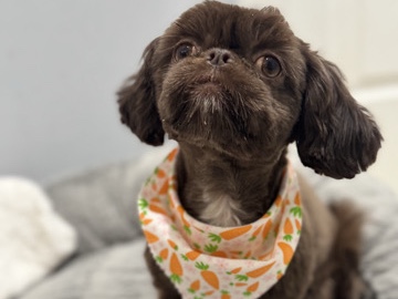 Shih Tzu - Shih tzu Lilo available for adoption in Boylston