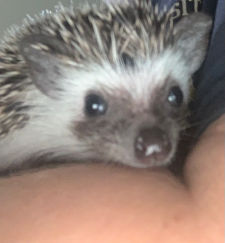 hedgehog – Hedgehog