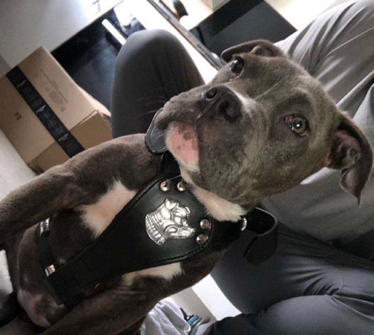 American Bulldog – Blue brindle American bully