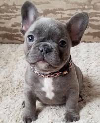 French Bulldog β baby Frenchies / French bulldogs π