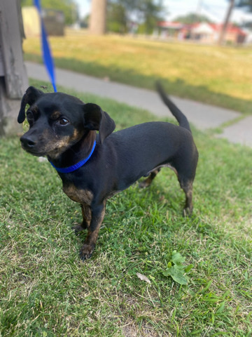 Chihuahua – chihuahua