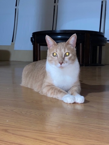 Siamese – Churro is full of love and personality!