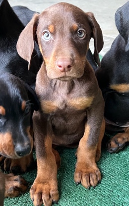 Doberman Pinscher – European Doberman