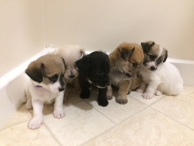 Chihuahua – chipoo