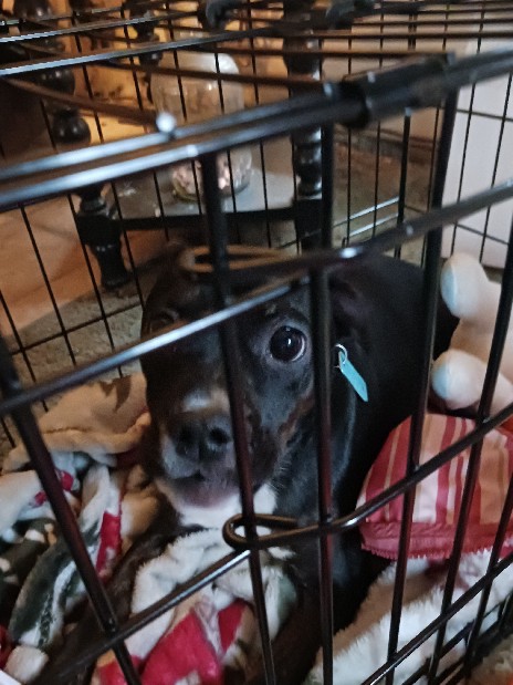 Boston Terrier – Boston terrier mix with Chihuahua