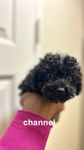 Poodle – Toy Poodles