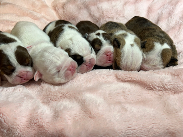 Bulldog – English Bulldog Puppies