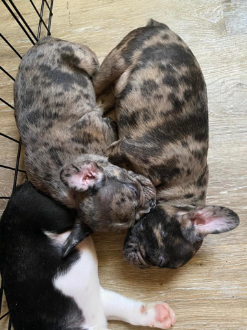 French Bulldog – frenchie puppies