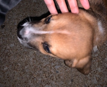 Beagle – puppy ready for a loving owner