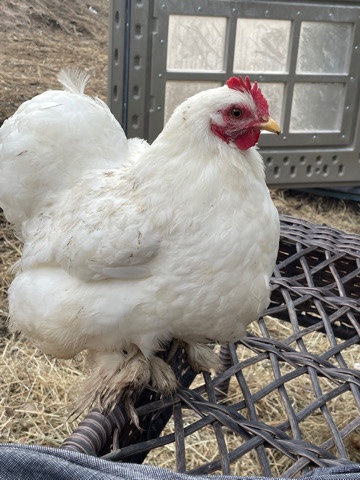 White Bantam in Plano TX
