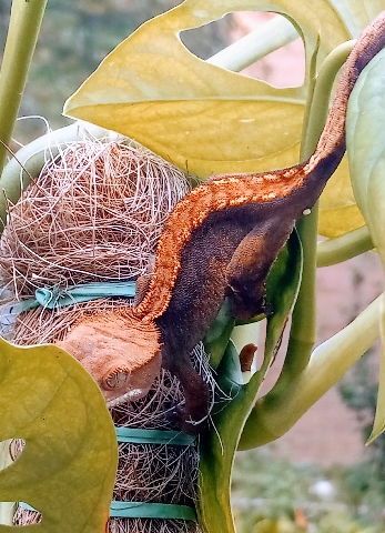 crested gecko