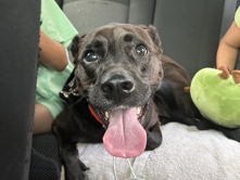 Labrador Retriever – Shadow Lab/Pit – Pasadena