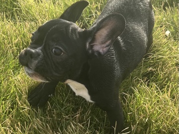 French Bulldog - 🐾✨ French Bulldog Puppy for Sale ✨🐾 available for adoption in Ajman