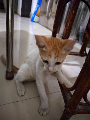 Bengal - Kitten for adoption  available for adoption in Ghunki