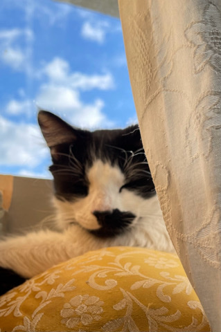 Ragdoll – captain Morgan