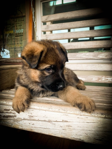 German Shepherd – Dark red Sable male German shepherd
