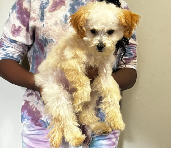 Poodle – Bichon Poo Pup