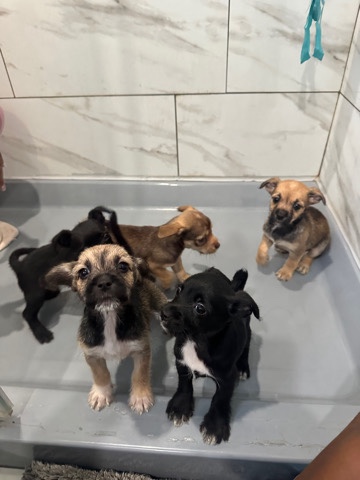 Miniature Schnauzer – Schnauzer Maltipoo Puppies