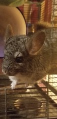 chinchilla – chinchilla