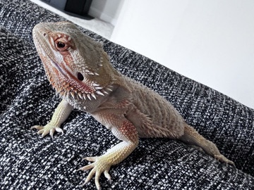 Bearded Dragon – bearded dragon – Crittenden