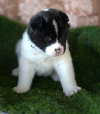 Akita – American Akita puppies – Huntington