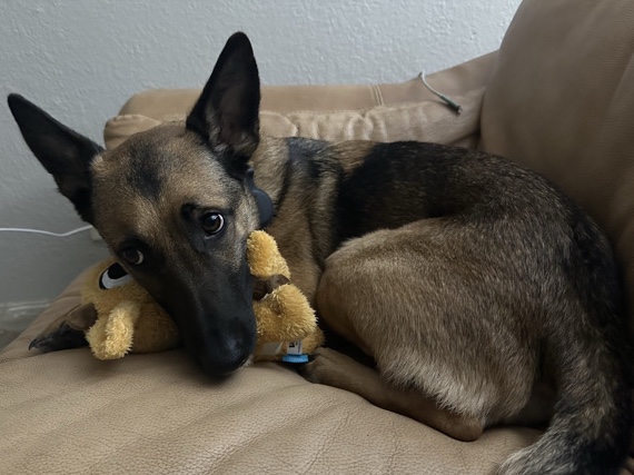Belgian Shepherd Dog (Malinois) – Friendly 4-Year-Old Belgian Shepherd Dog (Malinois) in Austin – Austin